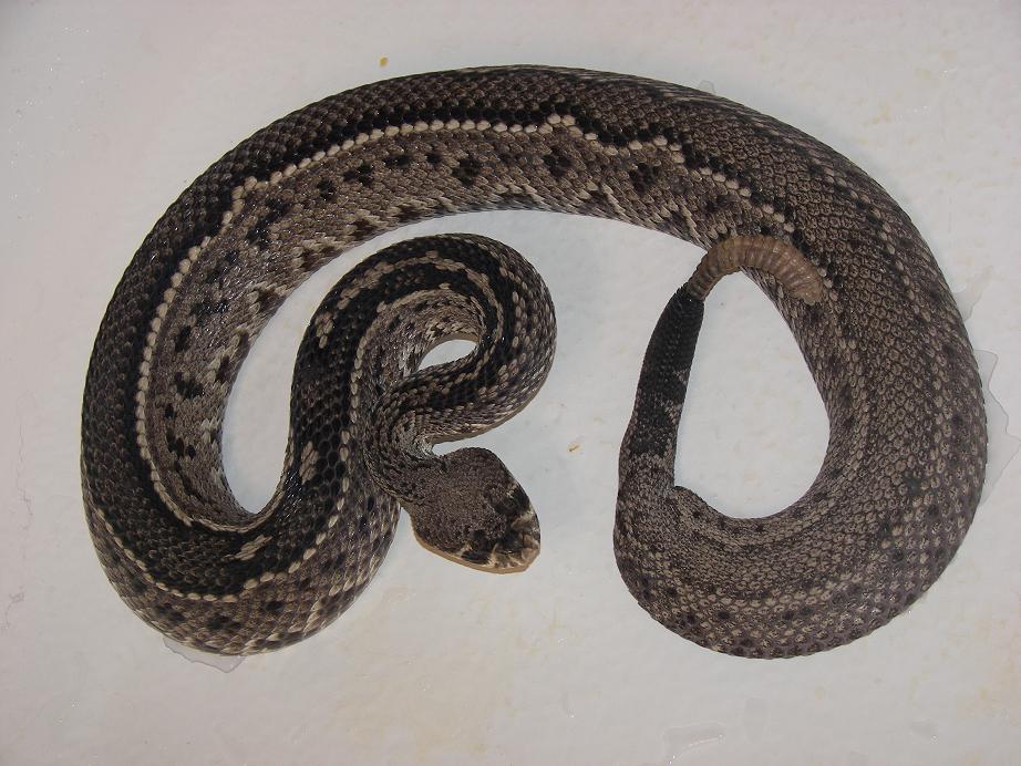 Striped Female cut.JPG [111 Kb]